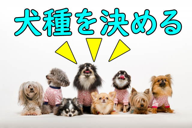 オーストラリアで犬を飼う前に大切な4つの準備【海外ペット事情】 お得なオーストラリア生活術